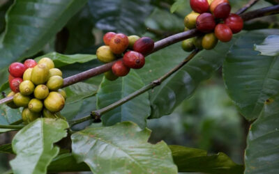 Caffè Haiti Roma membro della SCAE